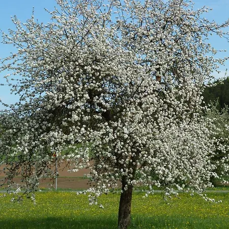 Bernerhof شقة