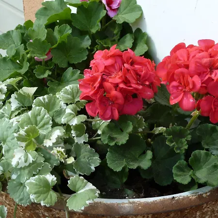 Bernerhof Appartement